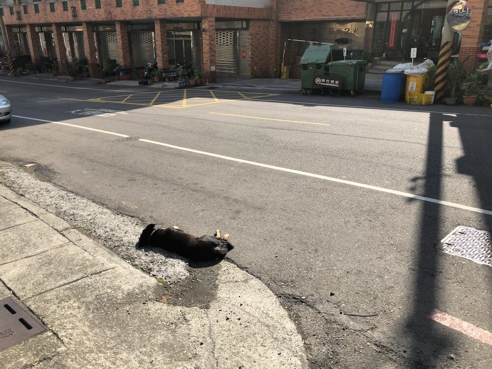 道に寝ている台湾の野犬