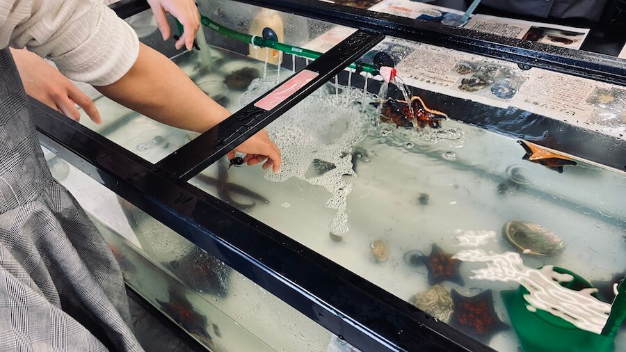 理学部の生物展ヒトデ